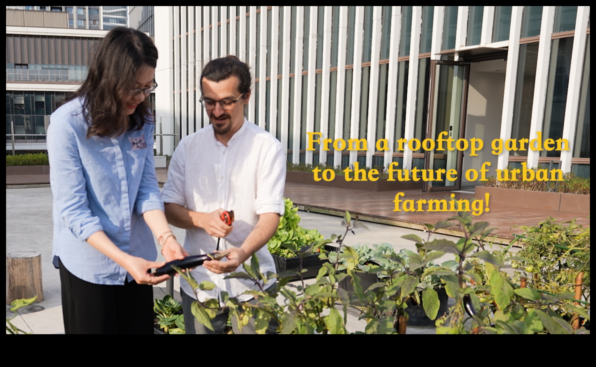 Sky Gardens: Rooftop Escapes in the Skyline