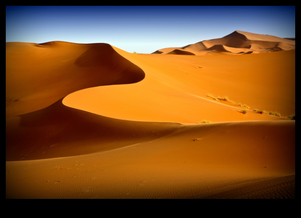 Embracing the Desert: Beauty in Arid Landscapes