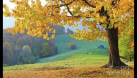 Symphony of Colors: Εξερευνώντας τα Φθινοπωρινά Τοπία