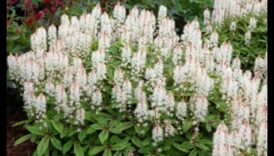 Blooming Beginnings: Spring Blossoms Unveiled