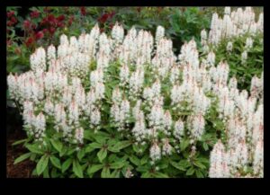 Blooming Beginnings: Spring Blossoms Unveiled