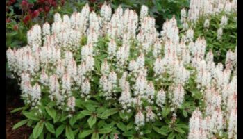 Blooming Beginnings: Spring Blossoms Unveiled