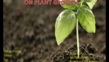 Πώς επηρεάζουν οι διαφορετικές συνθέσεις του εδάφους τη βλάστηση των τοπίων;